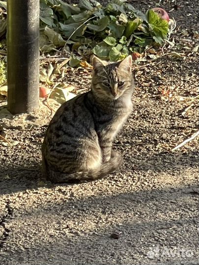 Котята в добрые руки бесплатно