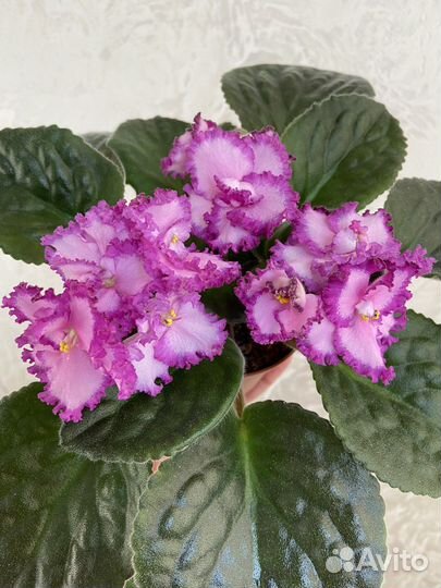 Фиалка сортовая