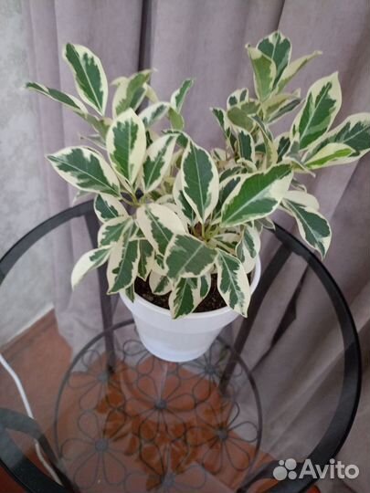 Фикус ретуза гавайская