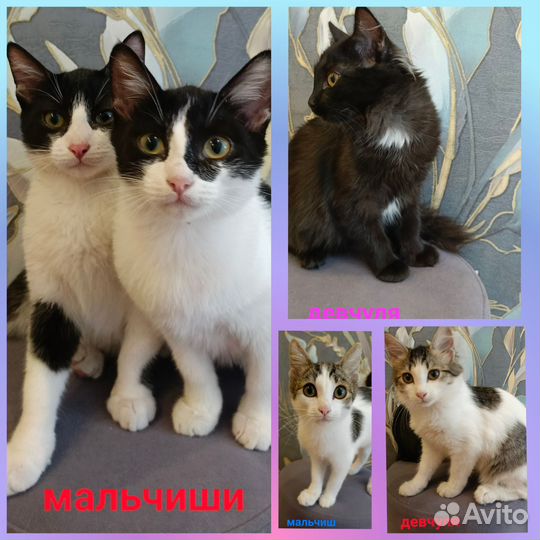 Котятки ждут ваши объятки