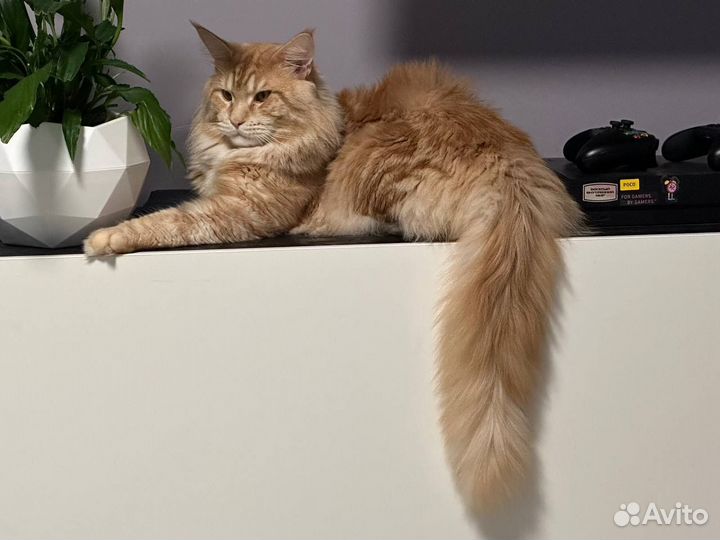 Кот мейн-кун