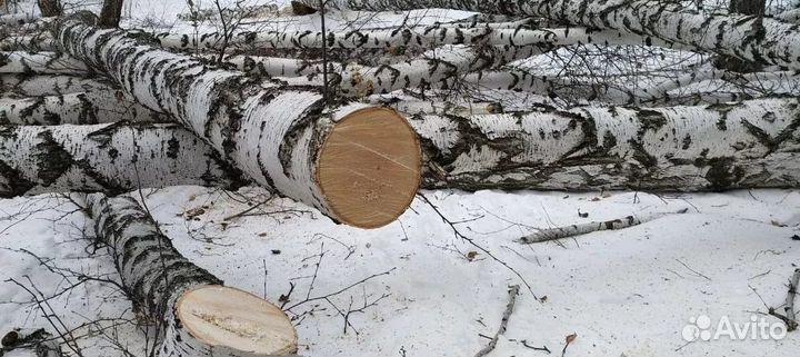 Лес кругляк береза