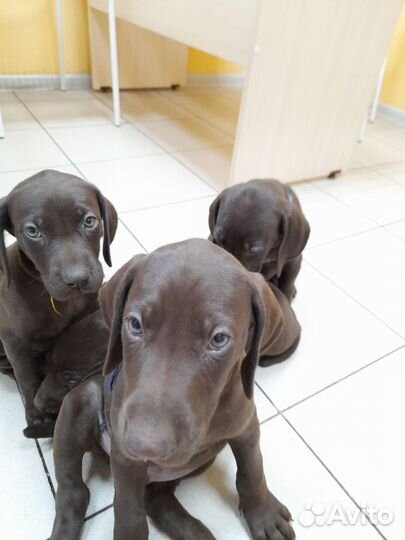 Щенки курцхаара