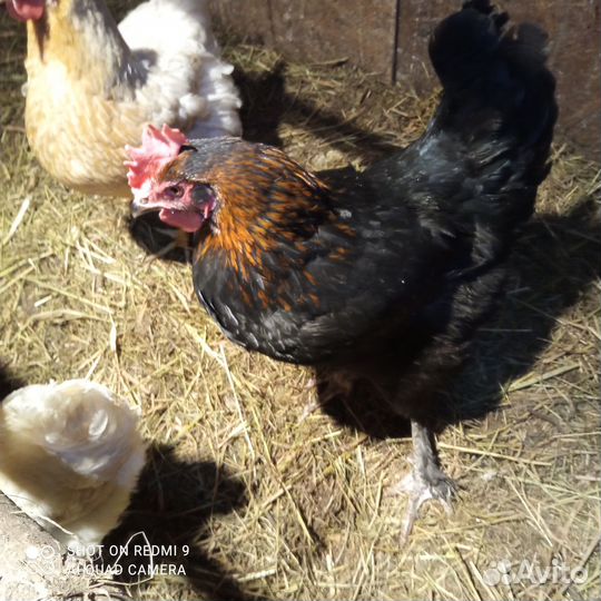 Яйца для инкубации