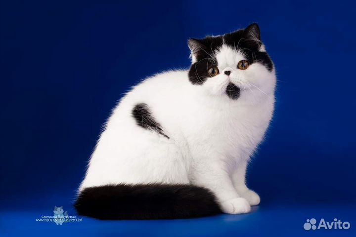 Красивый и в меру упитанный экзотический котик