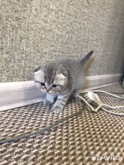Британские котята