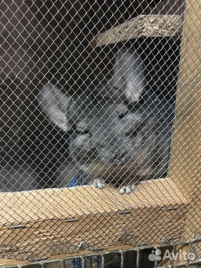 Продам шиншилл