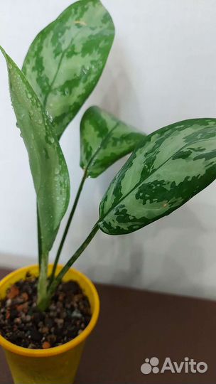 Аглаонемы: Silver King, Kutlass