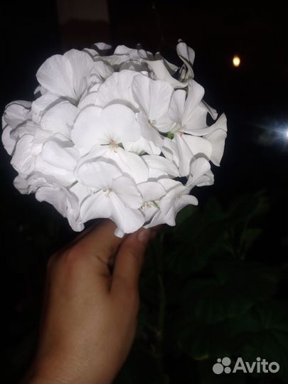 Пеларгония белая