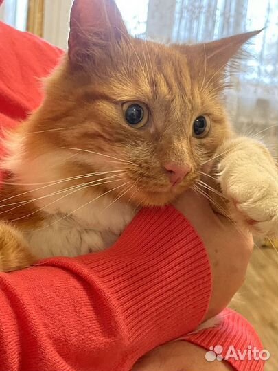 Молодой, ласковый котик Рыжик