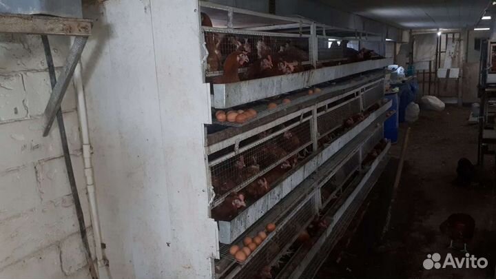 Клетки для кур несушек бу