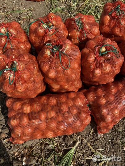 Лук репчатый оптом