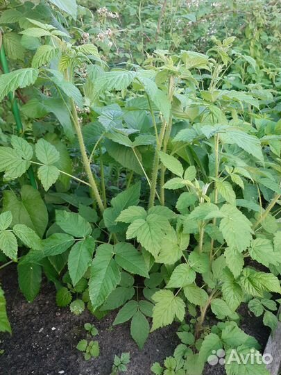 Рассада малины