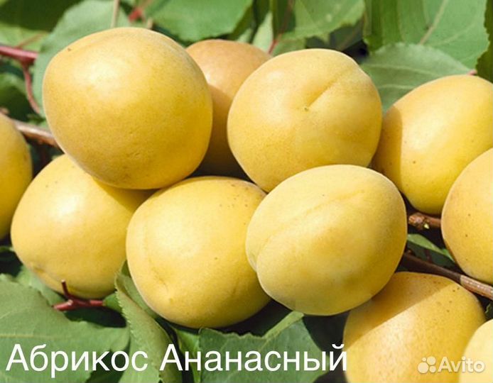 Саженцы абрикосов