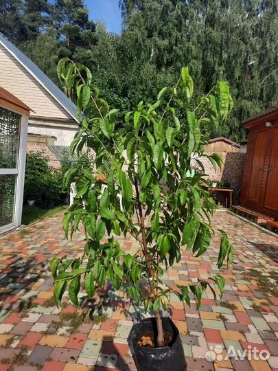 Персик Донецкий жёлтый