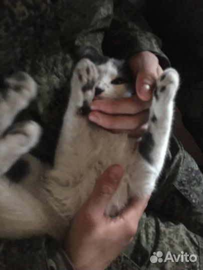 Отдам кота в добрые руки