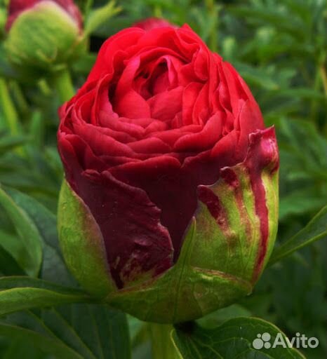 Пионы (корневища) для посадки