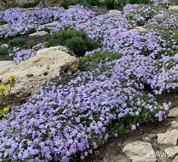 Флокс шиловидный (почвопокровный)
