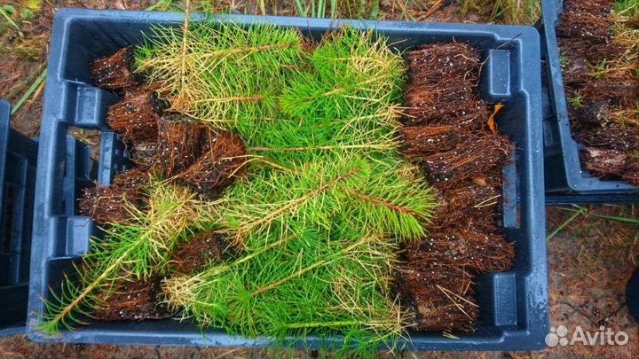 Сеянцы Сосны и Ели (Зкс)