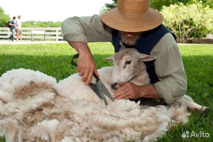 Шерсть овечья