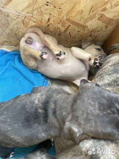 Щенки американского стаффорда