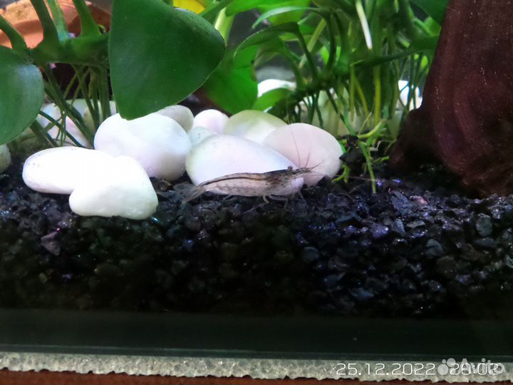 Креветки Амано,Фильтратор (банановый)