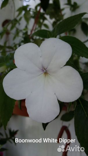 Ахименесы (ризомы)