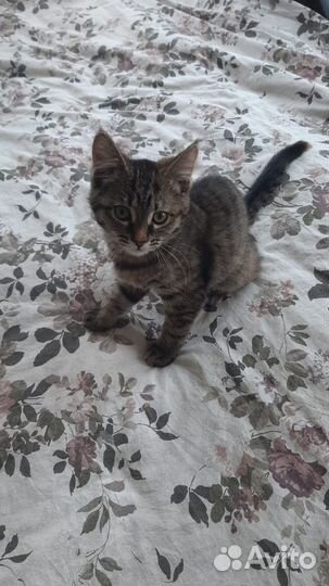 Кошка 2 мес