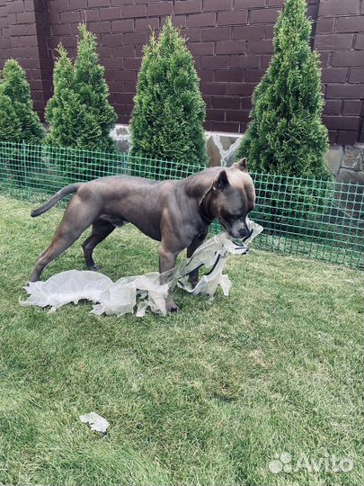 Питбультерьер вязка