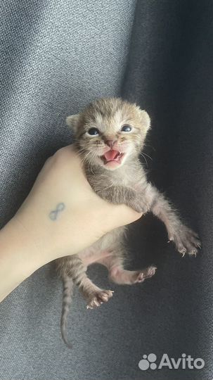 Симба ищет дом