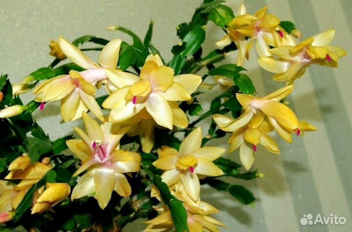 Желтый декабрист