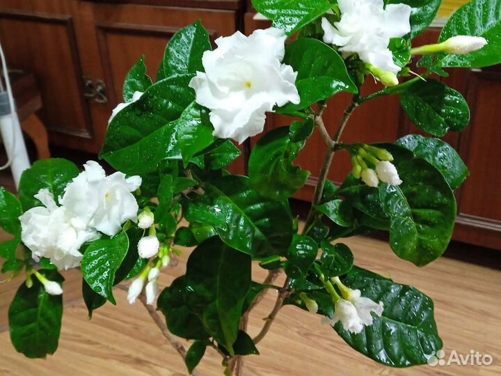 Табернемонтана, абутилон Тигр, монстера Манки