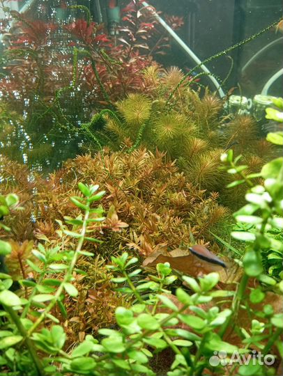 Аквариумные растения прополка