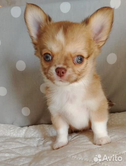 Щенки чихуахуа