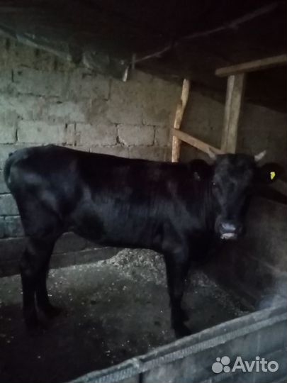 Продаем телочку 1,7 года