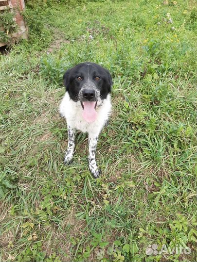 Шикарный парень в поиске семьи