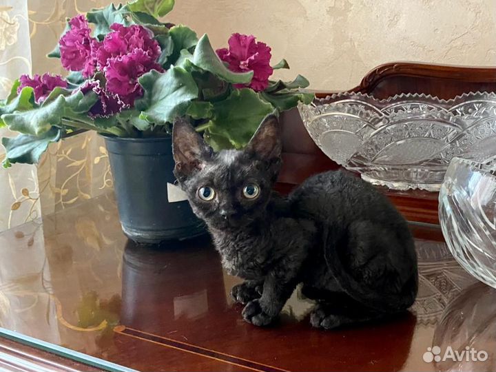 Девон рекс черный Артемон