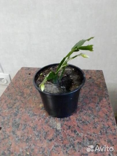 Цветок декабрист