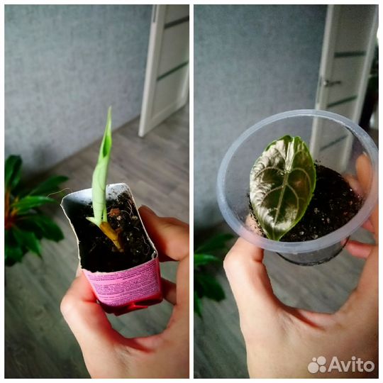 Алоказия азлани и серебряный дракон