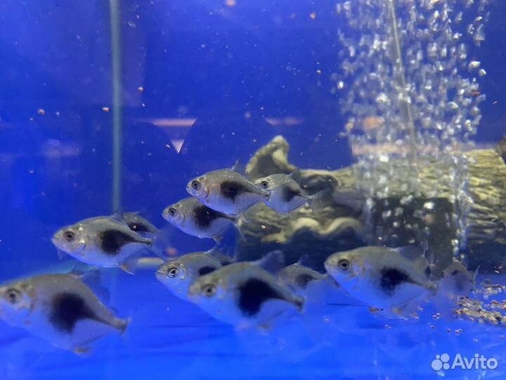 Милеус, Lamax (Ламакс), метинисы