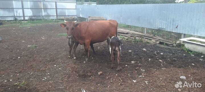 Корова стельная