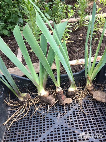 Ирис сортовой