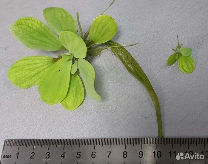 Растение в аквариум, пистия « водоросли »