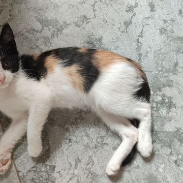 Анатолийский котёнок