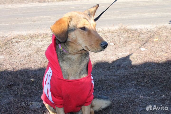 Небольшая собачка в добрый дом