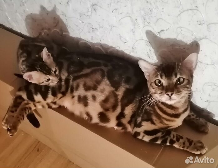 Бенгальская