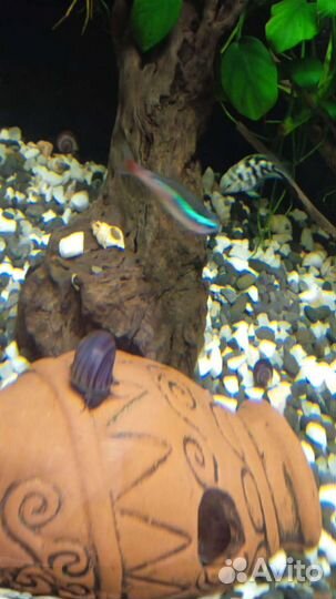 Ампулярии черничные