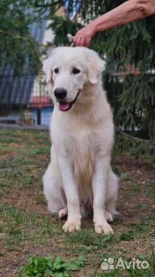 Мареммо абруцкая овчарка