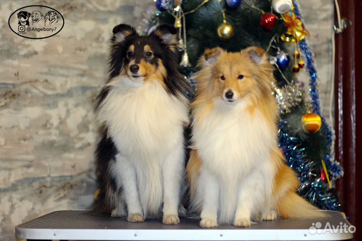 Шелти мини колли