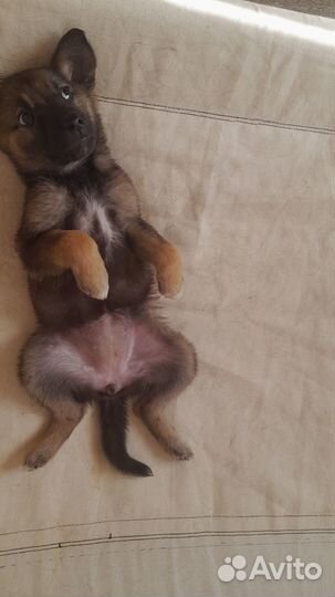 Щенок милая, ласковая,маленькая